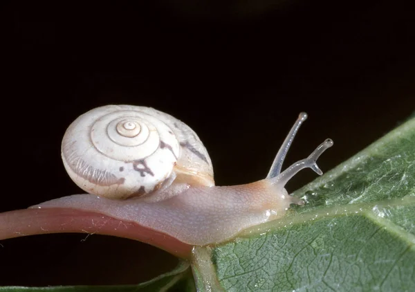 Caracol terrestre com um parasita no caule dos olhos — Fotografia de Stock