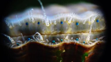 Mavi gözleri ve tentacles Karadeniz yumuşakça tarak (Flexopecten ponticus yakın). 