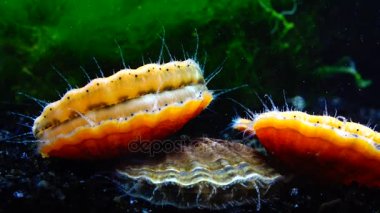 Kabuk kabuk gürlemesi. Mavi gözleri ve tentacles Karadeniz yumuşakça tarak (Flexopecten ponticus yakın). 