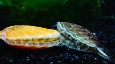 Kabuk kabuk gürlemesi. Mavi gözleri ve tentacles Karadeniz yumuşakça tarak (Flexopecten ponticus yakın). 