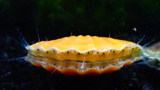 Yeux Bleus Tentacules Près Pétoncle Mollusque Mer Noire Flexopecten Ponticus — Video