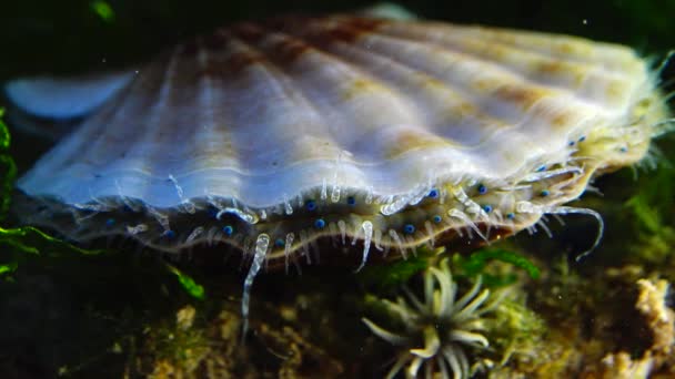 Blå Ögon Och Tentakler Nära Den Svarta Havet Mollusk Pilgrimsmussla — Stockvideo