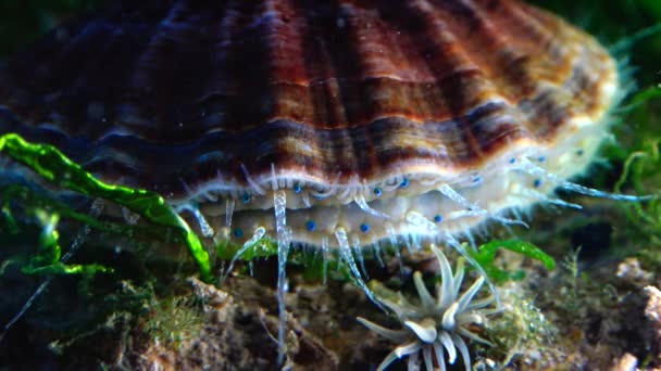 Ojos Azules Tentáculos Cerca Del Molusco Del Mar Negro Vieira — Vídeos de Stock