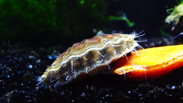 Concha Bate Palmas Concha Olhos Azuis Tentáculos Perto Molusco Scallop — Vídeo de Stock