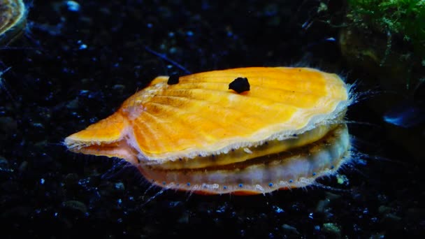 Schelp Klapt Shell Blauwe Ogen Tentakels Buurt Van Zwarte Zee — Stockvideo