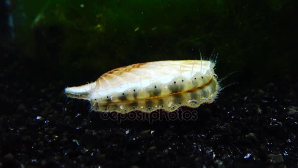 Schelp Klapt Shell Blauwe Ogen Tentakels Buurt Van Zwarte Zee — Stockvideo