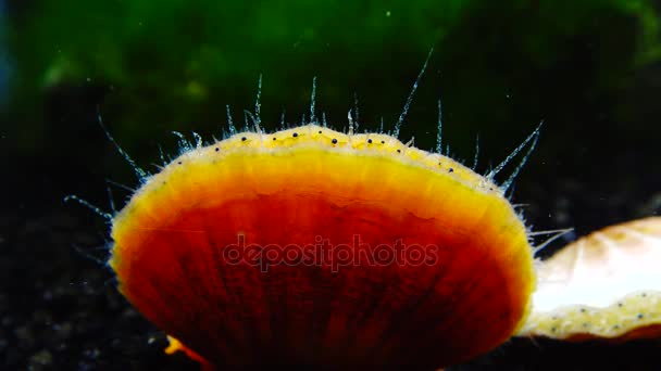 Coquille Frappe Coquille Yeux Bleus Tentacules Près Pétoncle Mollusque Mer — Video