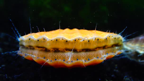 Schelp Klapt Shell Blauwe Ogen Tentakels Buurt Van Zwarte Zee — Stockvideo