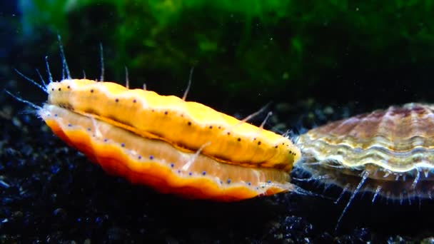 Coquille Frappe Coquille Yeux Bleus Tentacules Près Pétoncle Mollusque Mer — Video