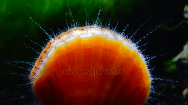 Coquille Frappe Coquille Yeux Bleus Tentacules Près Pétoncle Mollusque Mer — Video