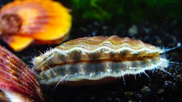 Blå Ögon Och Tentakler Nära Den Svarta Havet Mollusk Pilgrimsmussla — Stockvideo