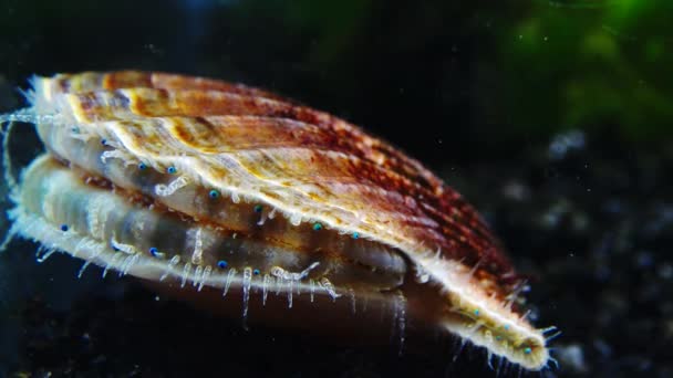 Blå Ögon Och Tentakler Nära Den Svarta Havet Mollusk Pilgrimsmussla — Stockvideo