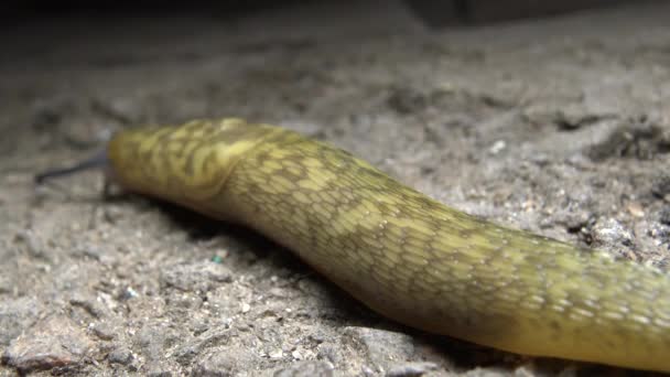 鼻涕虫在地上爬行 农业害虫 — 图库视频影像