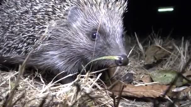 Egel Erinaceus Europaeus Uitgevoerd Grond Een Stekelig Dier Dat Zich — Stockvideo