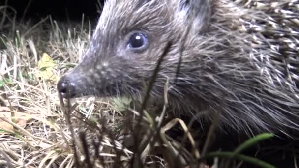 Hedgehog Erinaceus Europaeus Berjalan Tanah Seekor Hewan Berduri Yang Memakan — Stok Video