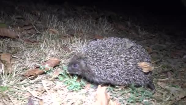 Hedgehog Erinaceus Europaeus Correndo Chão Animal Espinhoso Que Alimenta Insetos — Vídeo de Stock