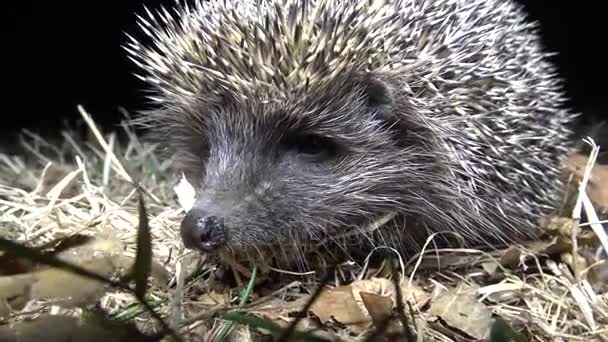 Hedgehog Erinaceus Europaeus Running Ground Prickly Animal Feeds Insects Worms — Stock Video