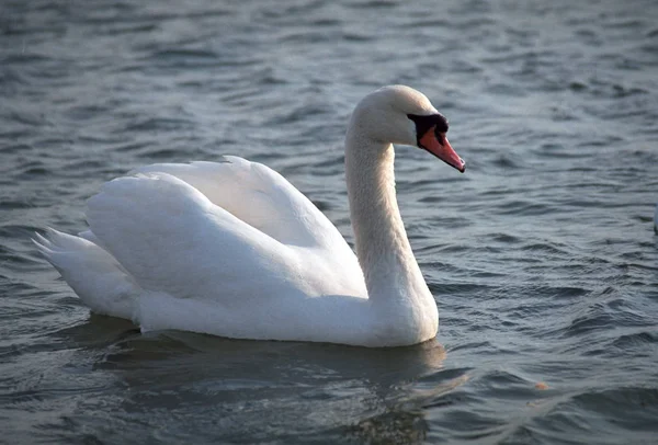 The mute swan (Cygnus olor) is a species of swan and a member of
