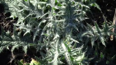 Dikenli bitki Cirsium vulgare, mızrak thistle, boğa thistle veya ortak thistle, Ukrayna'nın genç bitki
