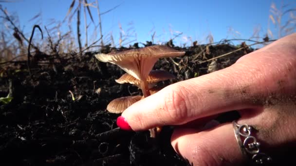Hand Mit Maniküre Zerreißt Den Pilz Gras Ungenießbarer Gefährlicher Pilz — Stockvideo