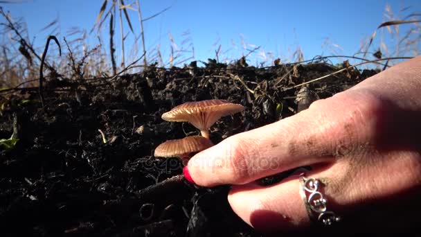 Hand Manicure Tears Mushroom Grass Inedible Dangerous Mushroom You Can — Stock Video