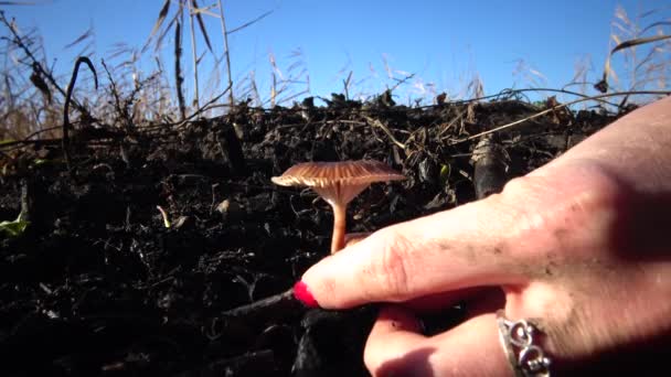 Main Avec Manucure Déchire Champignon Dans Herbe Champignon Dangereux Non — Video