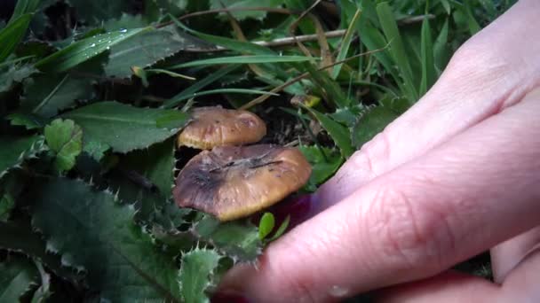 手指甲泪蘑菇在草丛中 不可食用的危险蘑菇 你可以毒死自己 如果你吃它 — 图库视频影像