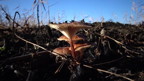 蘑菇在草丛中 不可食用的危险蘑菇 你可以得到中毒 如果你吃它 — 图库视频影像