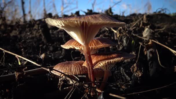 Pilz Gras Ungenießbarer Gefährlicher Pilz Man Kann Sich Vergiften Wenn — Stockvideo