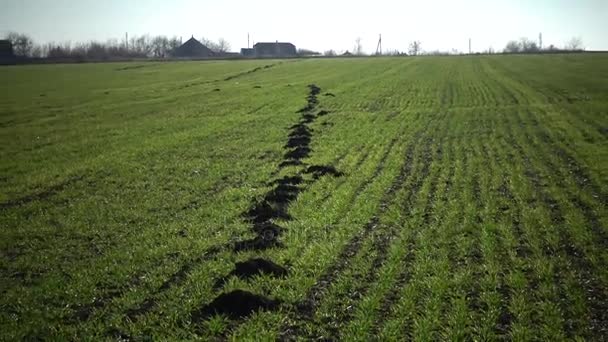 堆的土地 啮齿动物鼹鼠大鼠鼹鼠大鼠 Spalax 的绿色领域的冬小麦 Bolgrad 乌克兰 — 图库视频影像