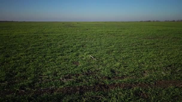 Campo Verde Trigo Inverno Distrito Bolgradsky Ucrânia — Vídeo de Stock