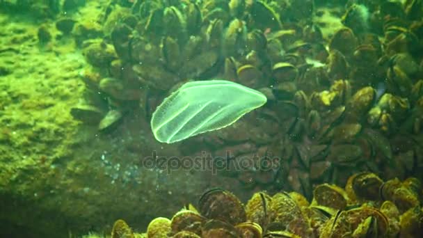 Gelatina Pettine Predatori Beroe Nuotare Nella Colonna Acqua Rotante Colpo — Video Stock