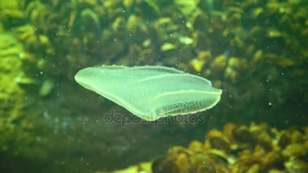 Gelatina Pettine Predatori Beroe Nuotare Nella Colonna Acqua Rotante Colpo — Video Stock