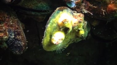 Küçük kabuklu Balanus planktonlarla beslenir. Yazlık bir kabuklu bir midye üzerinde sarı renkli bir deniz süngeri ile kaplı. Karadeniz