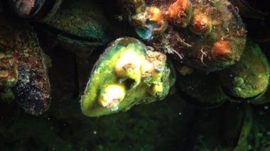 Küçük kabuklu Balanus planktonlarla beslenir. Yazlık bir kabuklu bir midye üzerinde sarı renkli bir deniz süngeri ile kaplı. Karadeniz