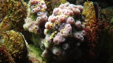 6 metre Karadeniz, Odessa Bay, derinlemesine kayalıkları Halichondria pembe deniz süngeri