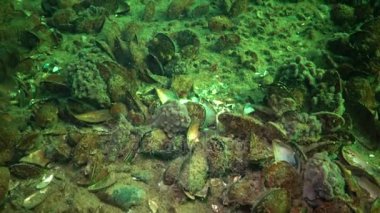 6 metre Karadeniz, Odessa Bay, derinlemesine kayalıkları Halichondria pembe deniz süngeri