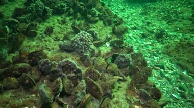 6 metre Karadeniz, Odessa Bay, derinlemesine kayalıkları Halichondria pembe deniz süngeri