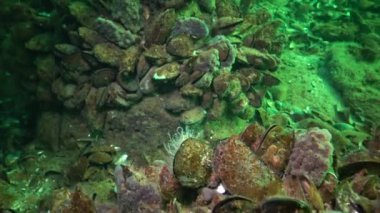 6 metre Karadeniz, Odessa Bay, derinlemesine kayalıkları Halichondria pembe deniz süngeri