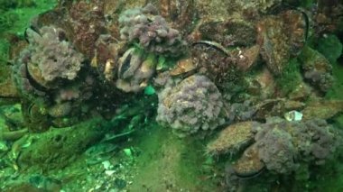 6 metre Karadeniz, Odessa Bay, derinlemesine kayalıkları Halichondria pembe deniz süngeri