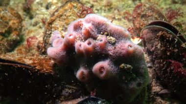 6 metre Karadeniz, Odessa Bay, derinlemesine kayalıkları Halichondria pembe deniz süngeri