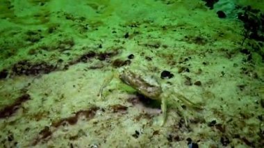 Büyük yeşil Yengeç hızlı bir şekilde kumlu deniz yatağı hareket eder. Karadeniz