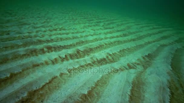 Seabed Black Sea Shore Sand Covered Brown Diatoms Waves Sand — Stock Video