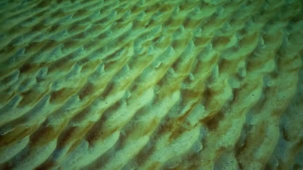 Les Fonds Marins Dans Mer Noire Près Rivage Sable Est — Video