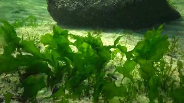 Algas Verdes Marinas Cladophora Enteromorpha Sobre Rocas Costeras — Vídeo de stock