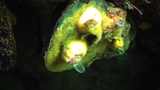小甲壳动物 Balanus 以浮游生物为食 甲壳类动物的小房子 在贻贝上覆盖着黄色的海棉 — 图库视频影像