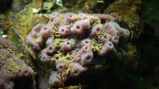 Esponjas Mar Rosadas Halichondria Los Arrecifes Del Mar Negro Bahía — Vídeo de stock