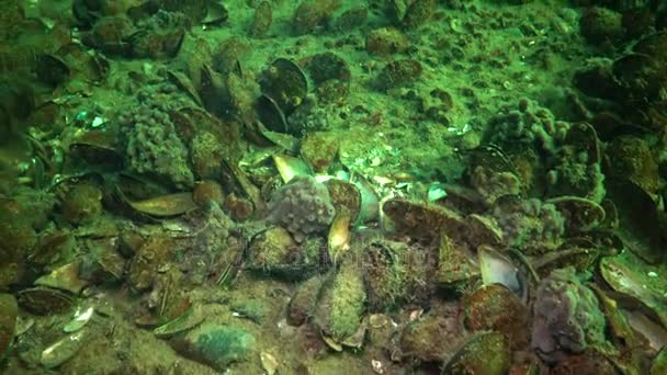 粉红色的海海绵 Halichondria 的珊瑚礁在黑海 敖德萨湾 深度6米 — 图库视频影像