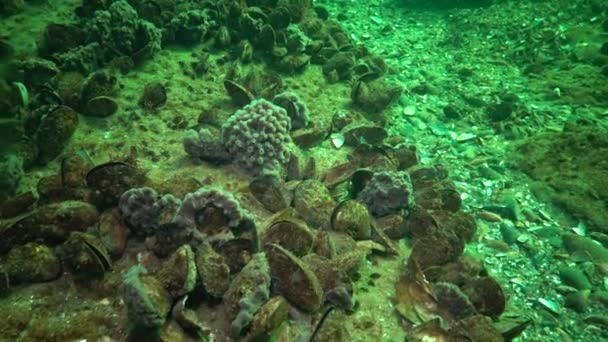 Růžové Moře Houby Halichondria Útesech Černém Moři Oděsa Bay Hloubka — Stock video