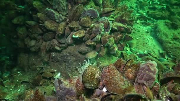 Esponjas Mar Rosadas Halichondria Los Arrecifes Del Mar Negro Bahía — Vídeos de Stock